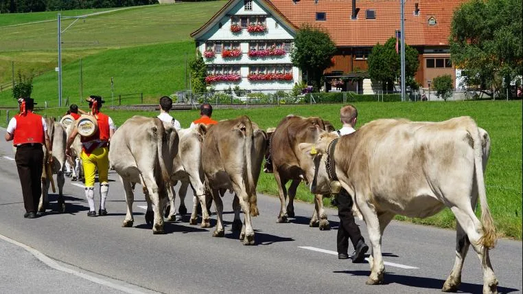 fcb7700346471aba27638353973d6dbe2b1a5903 Alpaufzug Appenzell
