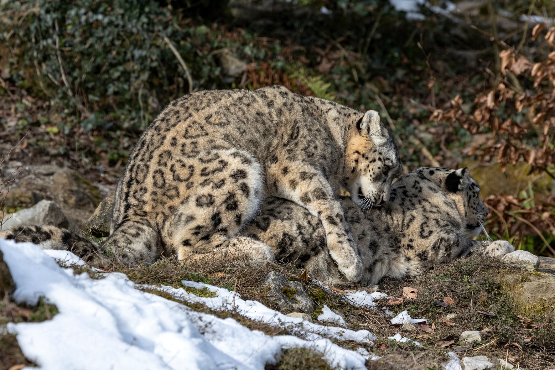 Zwei kleine Schneeleoparden geboren