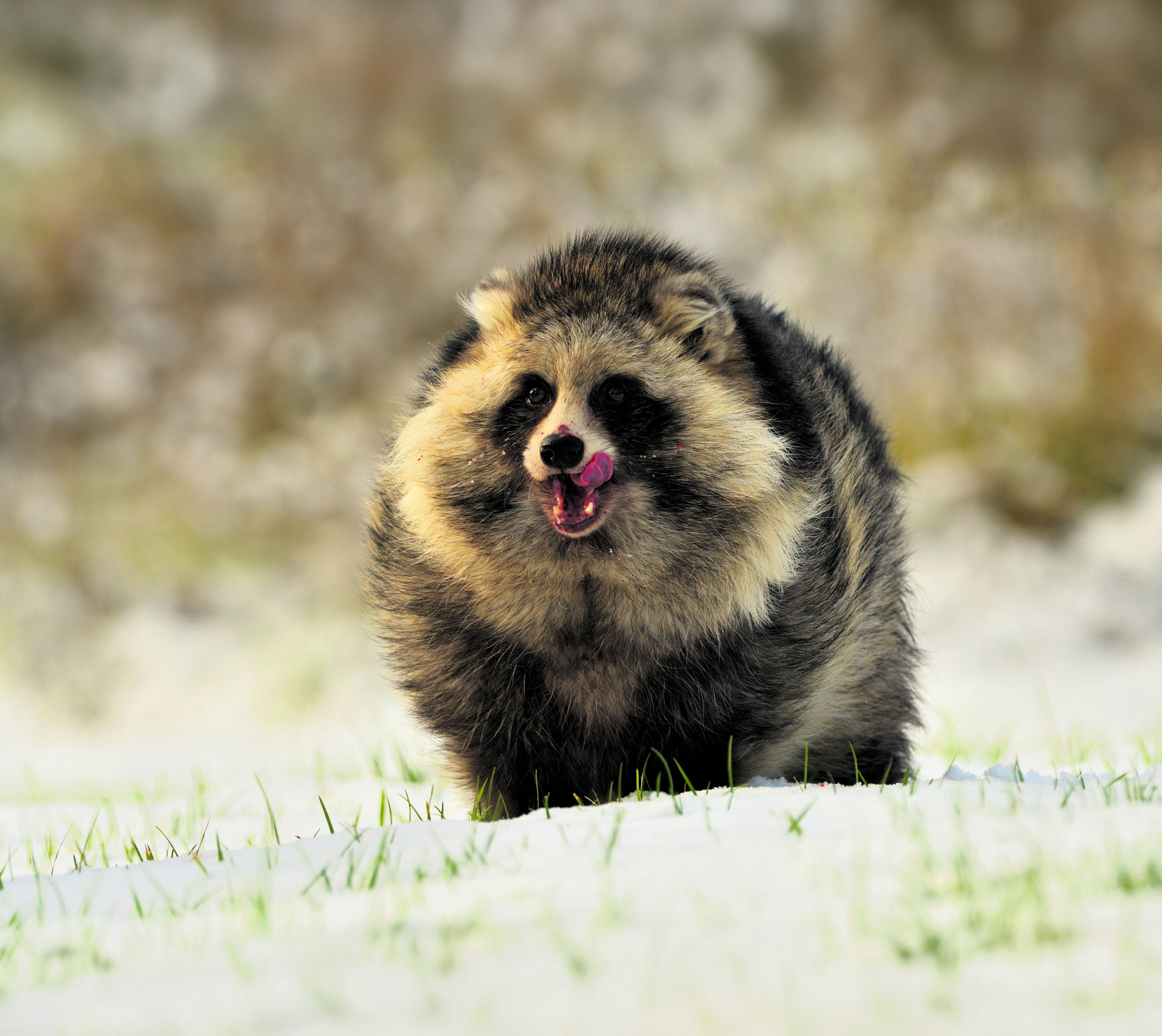 Der Winterpelz des Marderhundes ist deutlich länger und dichter, als sein sommerliches Pendant.