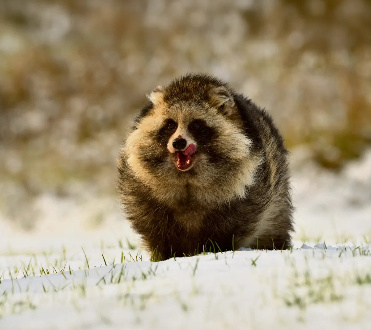 Marderhund im Winterpelz Der Winterpelz des Marderhundes ist deutlich länger und dichter, als sein sommerliches Pendant.