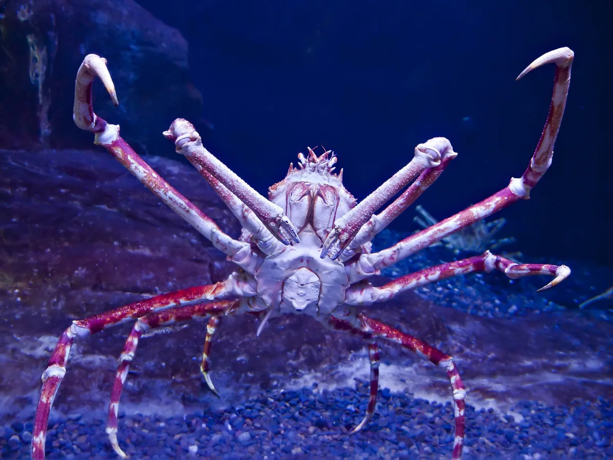 shutterstock_599726822 Japanische Riesenkrabbe: Die grösste Krebsart der Welt