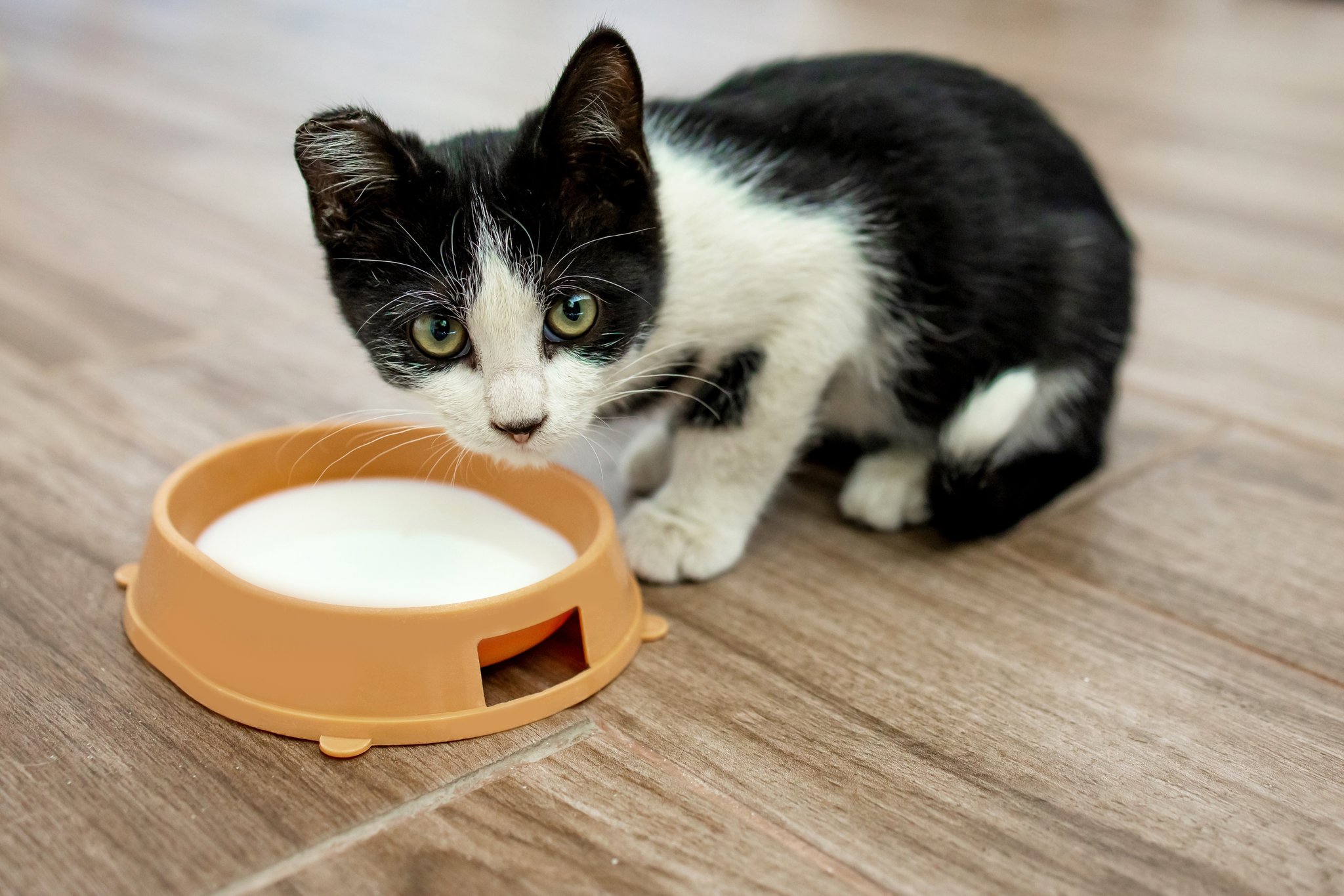 Dürfen Katzen Milch trinken?
