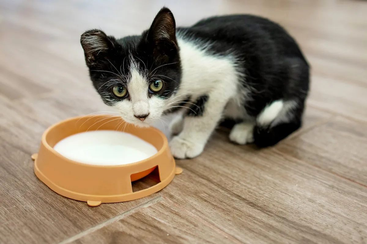 shutterstock_2367035583 Dürfen Katzen Milch trinken?