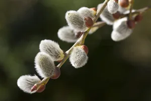 Jede Pflanzenart hat charakteristische Knospen. Sobald die Salweide ihre öffnet, sind die Weidenkätzchen oder "Weidenbüseli" unverkennbar.