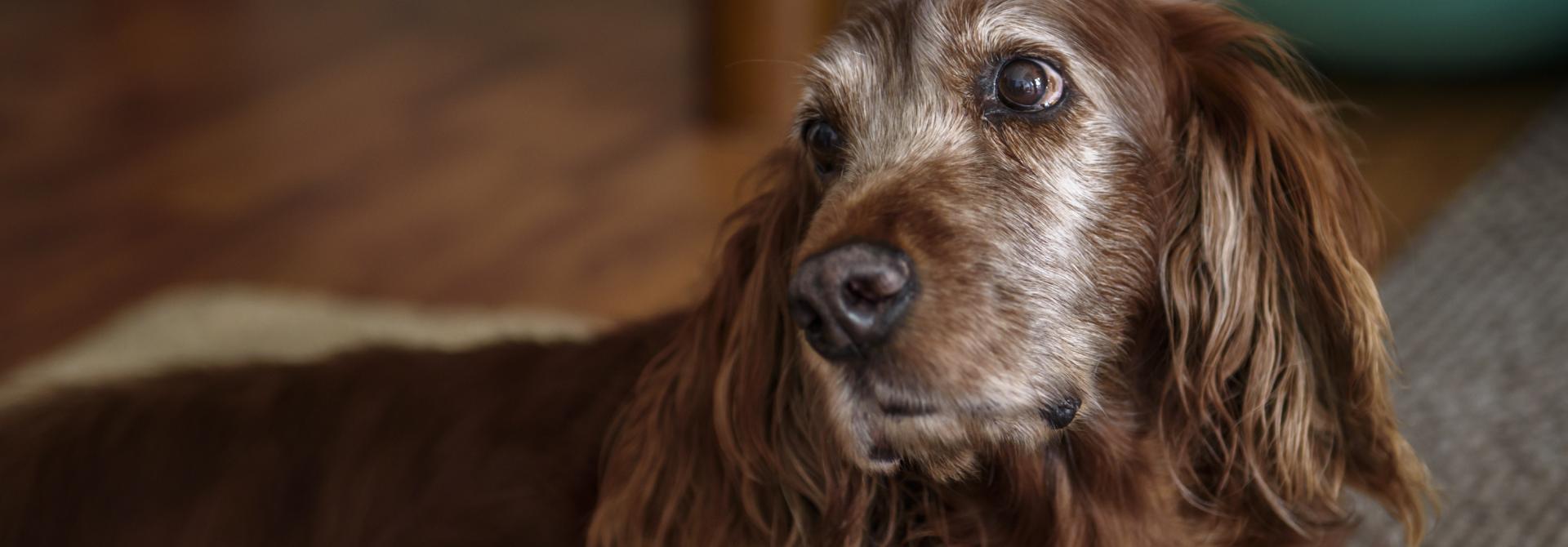 Alter Hund guckt herzig
