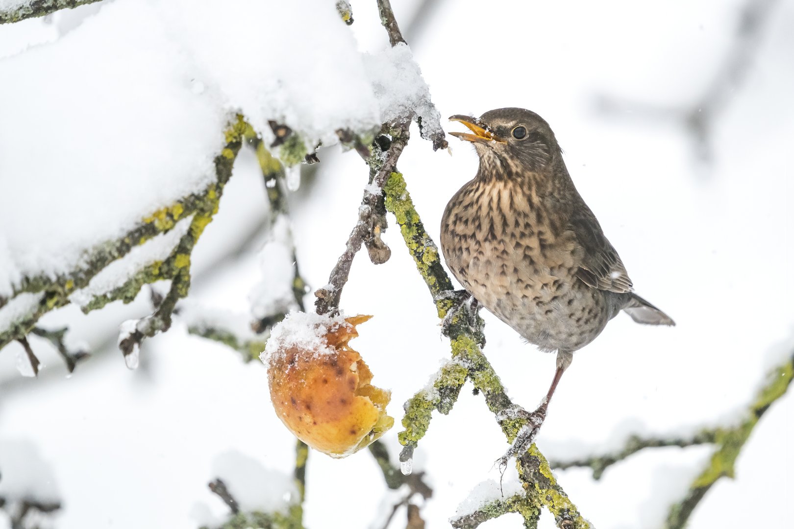 Gartenvögel füttern im Winter