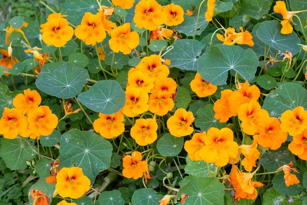 shutterstock_2622441933 Kapuzinerkresse: die würzige Alleskönnerin im Garten