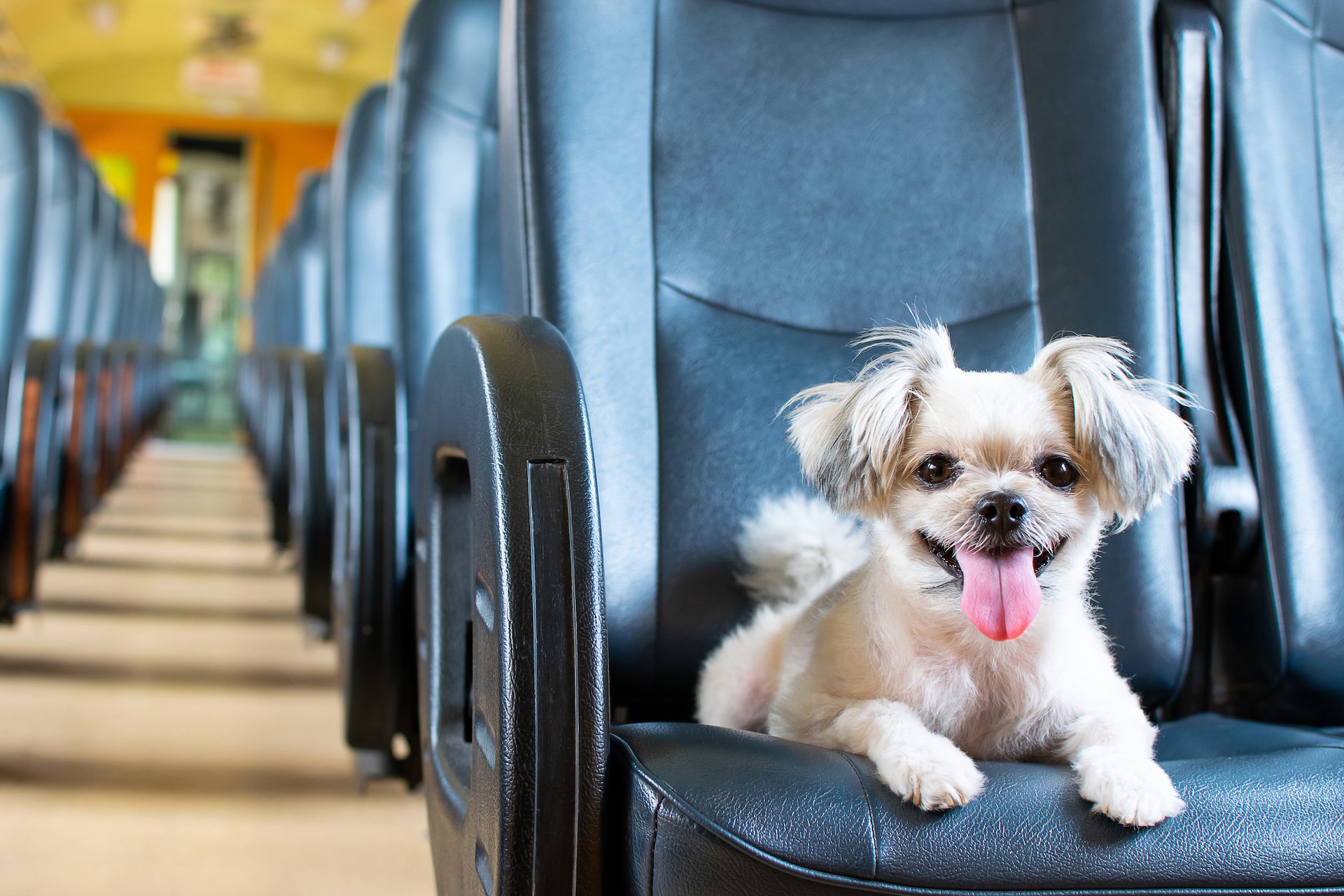 Mit dem Hund in Zug und Bus unterwegs