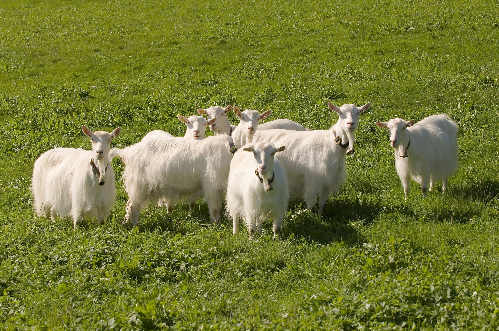 Die elegante weisse Appenzellerziege