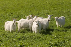 Die Appenzellerziege ist eine leistungsfähige, meist hornlose Ziegenrasse.
