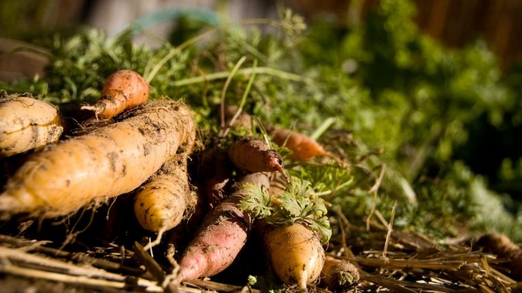 carrot1.jpg