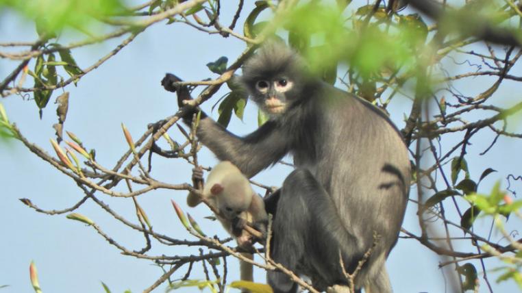 Popa-Langur mit Baby