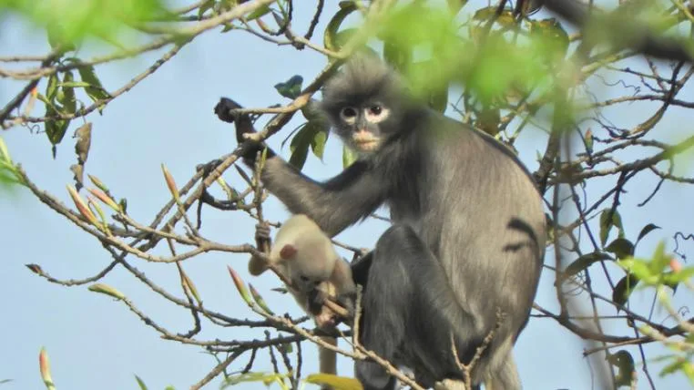 a9c200f5f50872efb9a175c6e6e587e881ee6070 Popa-Langur mit Baby