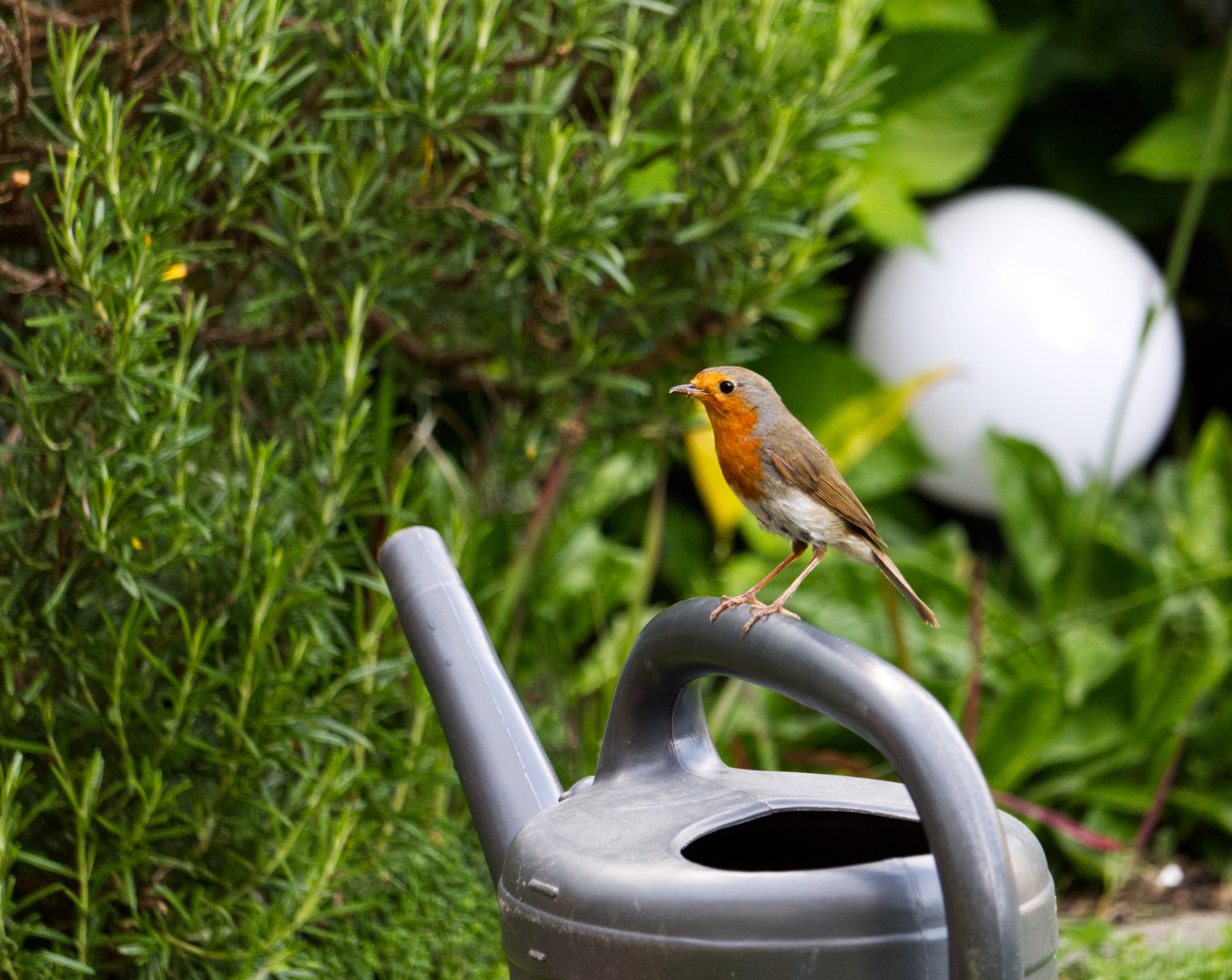 Vogelfreundlicher Garten