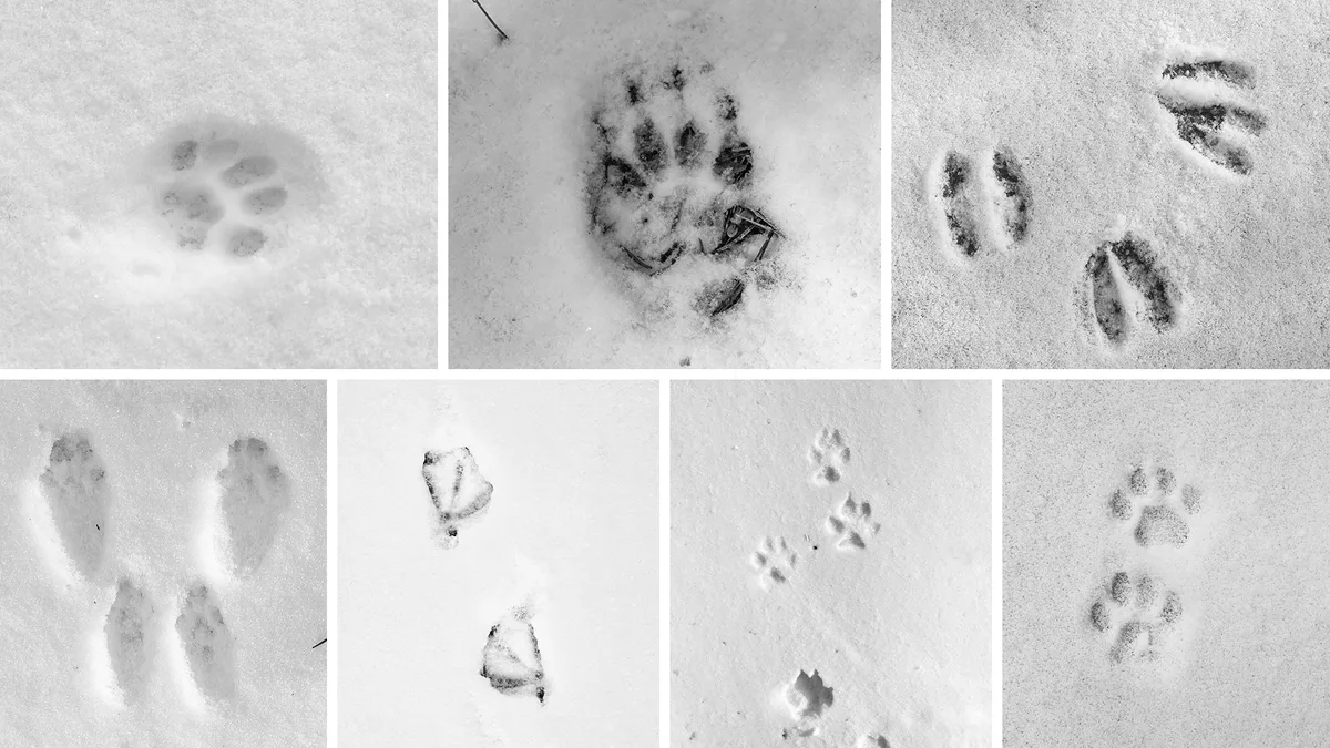 Quiz_Tierspuren Welches Tier hinterliess die Spuren im Schnee?