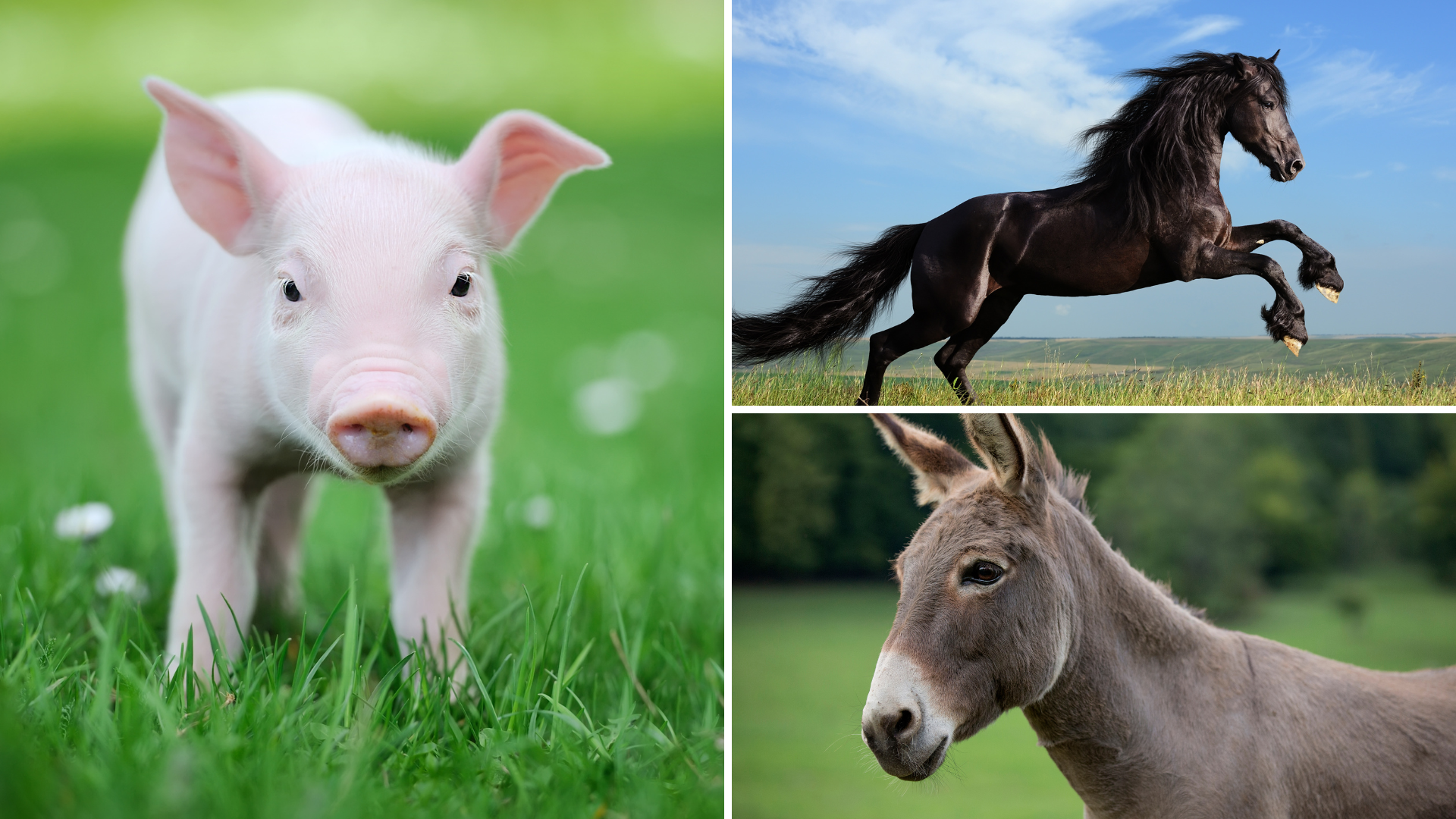 Wie ein Schwein, ein Hengst und ein Esel auf der Leinwand glänzten