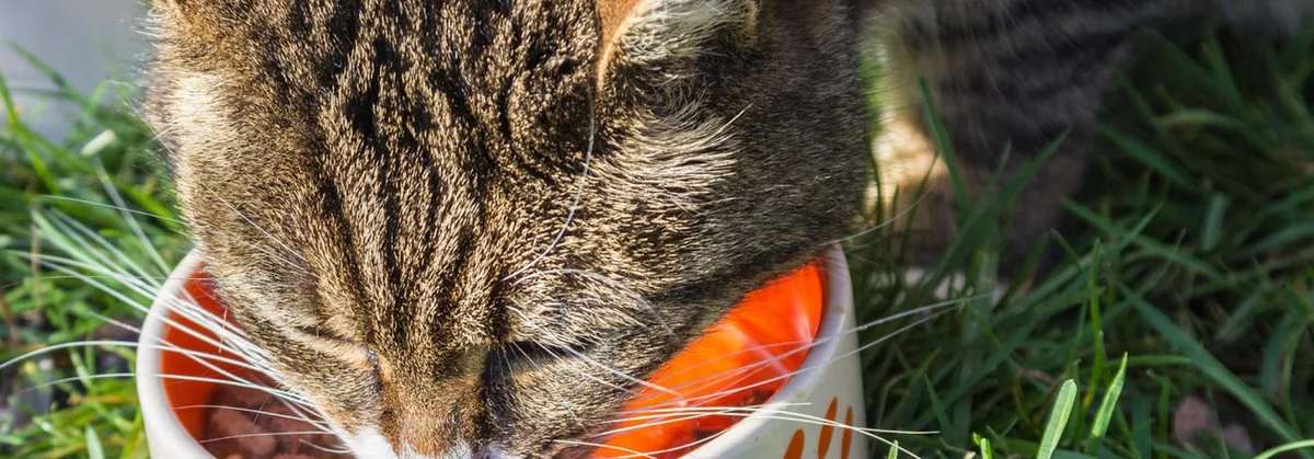 4fe6e7e3ce2da1f7bf904f1514fc9a65e3b00d39 Katze am Fressen