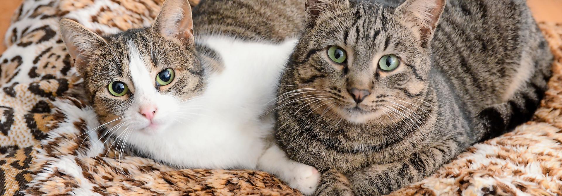 Zwei Katzen auf Decke
