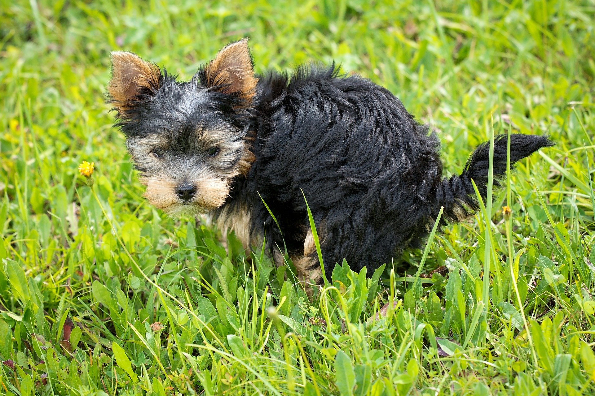 Der Hundekot als Gesundheitswächter