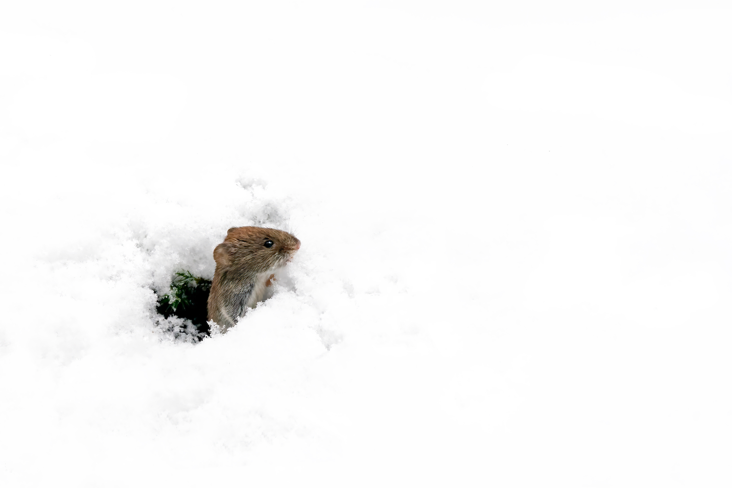 Schnee schützt und gibt warm