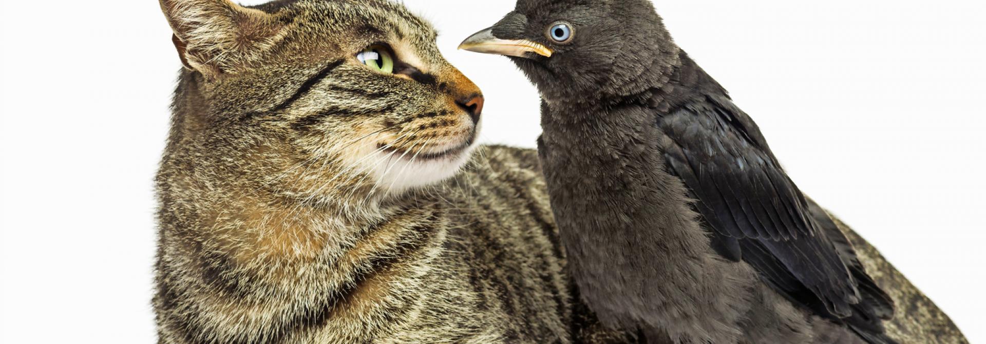 Katze und Vogel