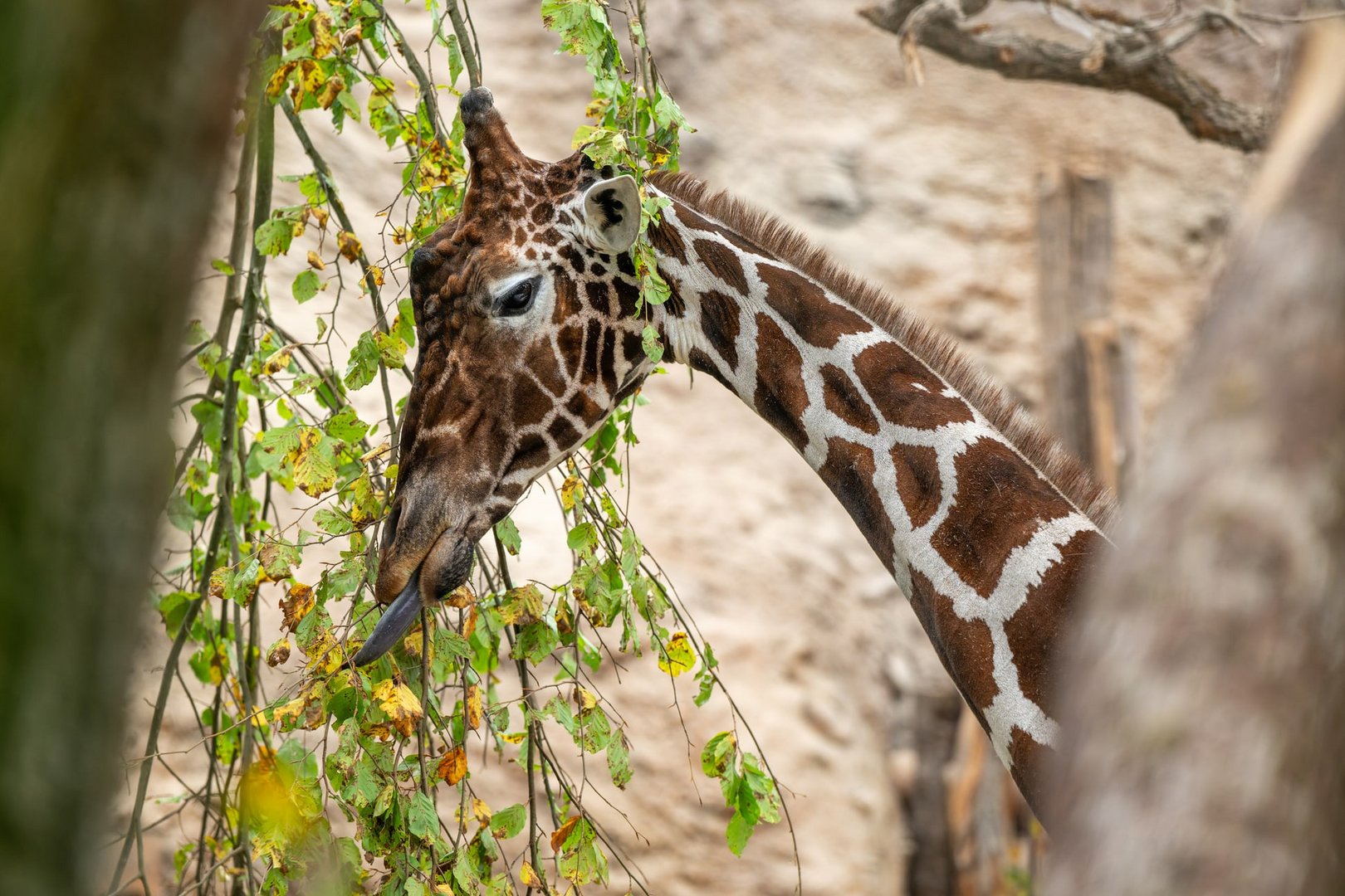 Giraffenbulle Obi im Zoo Zürich eingeschläfert