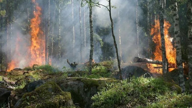 b230a09bbdc949420a0c47926d63697cb628c980 Waldbrand_forest-fire-432870_1920.jpg