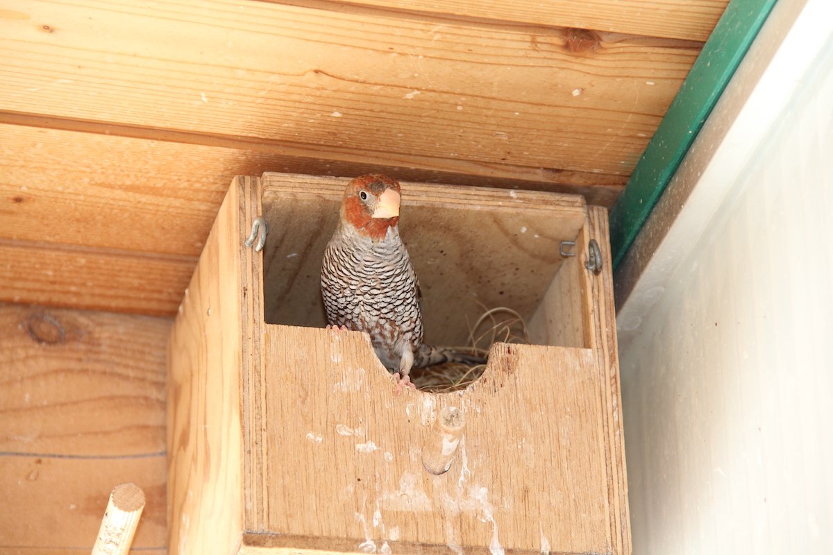 Wenn Vögel brüten wollen