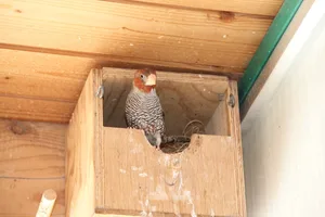 Dieser Rotkopfastrild aus Afrika ist ein Vertreter der Prachtfinken und hat sein Nest in einen halb offenen Kasten gebaut.