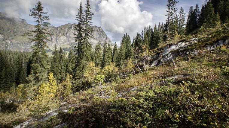 Bödmerenwad Urwald Schweiz