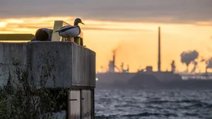 Die hohen Konzentrationen an Kohlendioxid in der Atmoshäre haben Auswirkungen auf Lebewesen und Pflanzen.