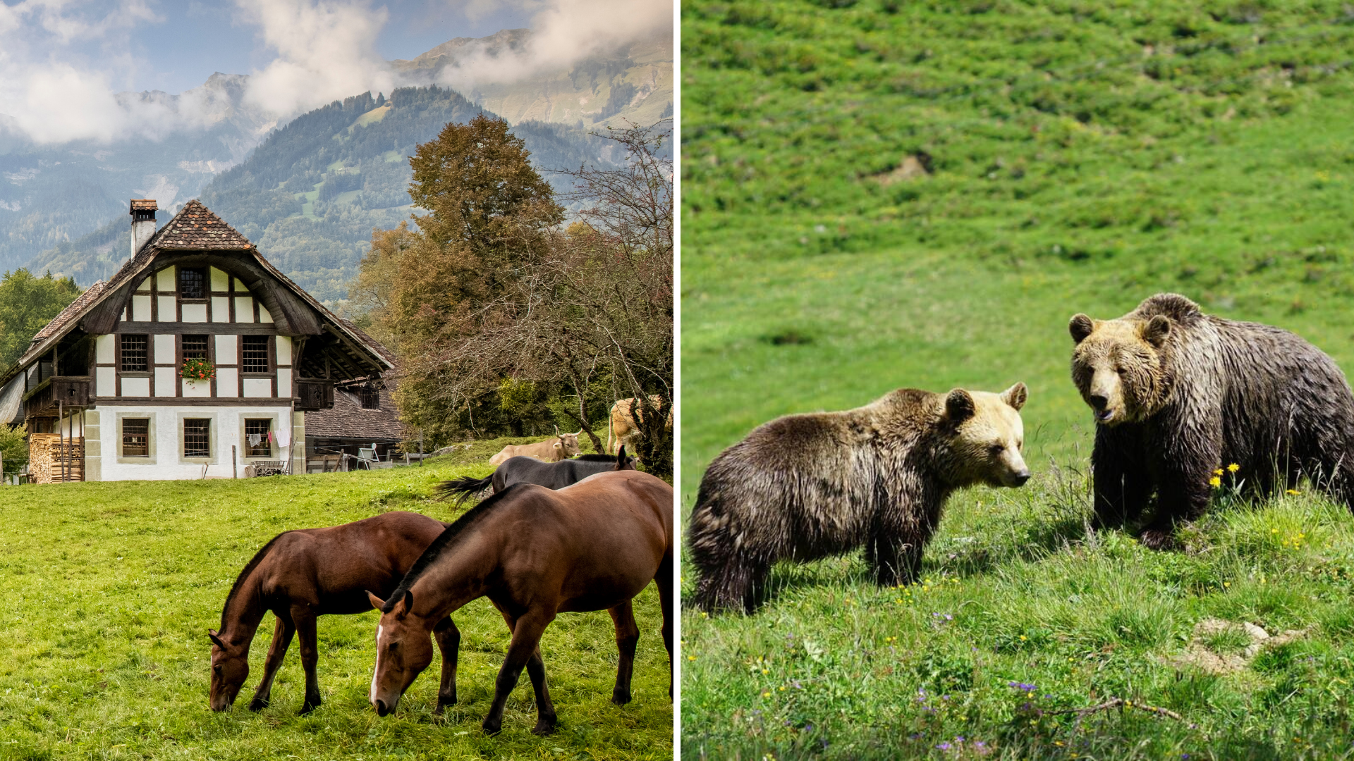 Ballenberg und Arosa Bärenpark