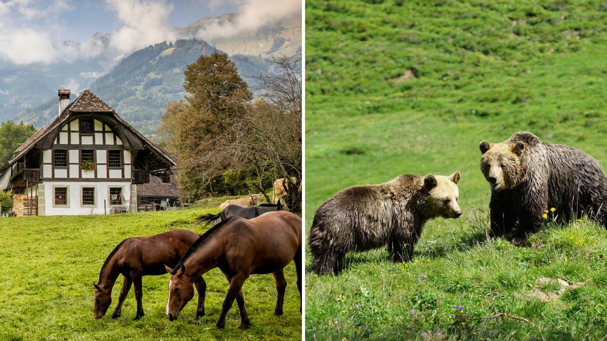 Ballenberg Ballenberg und Arosa Bärenpark