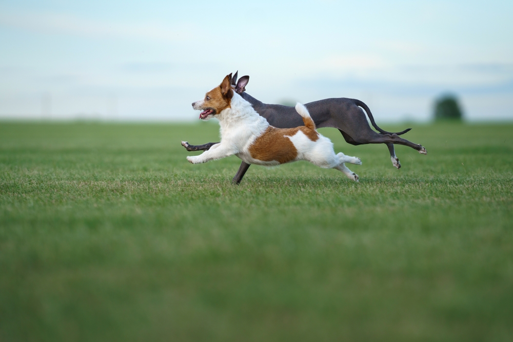 Zoomies: Wenn die Energie explodiert