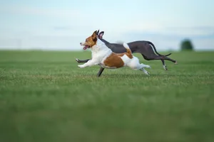 Zoomies können einige Sekunden bis zu mehreren Minuten dauern.