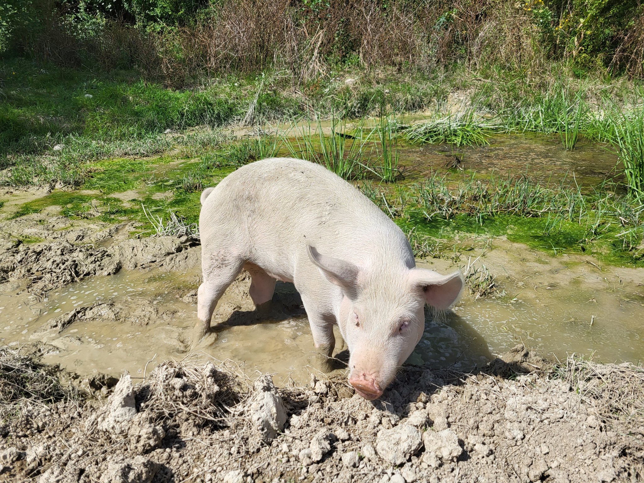 Biodiversität und Landwirtschaft: Ein Landwirt in Suhr (AG) zeigt, wie es geht