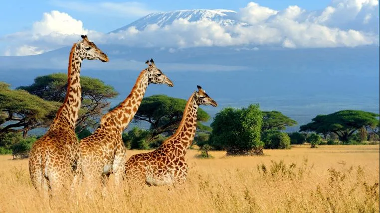 32f4129d93315d4aea5c5300a36ea83ab32d0f9a Drei Giraffen vor dem Kilimandscharo