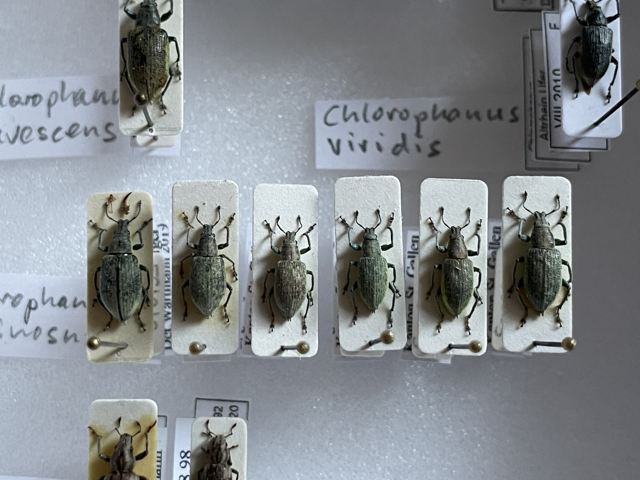 Mit dem Amateur-Entomologen auf Streifzug durch die Welt der Rüsselkäfer