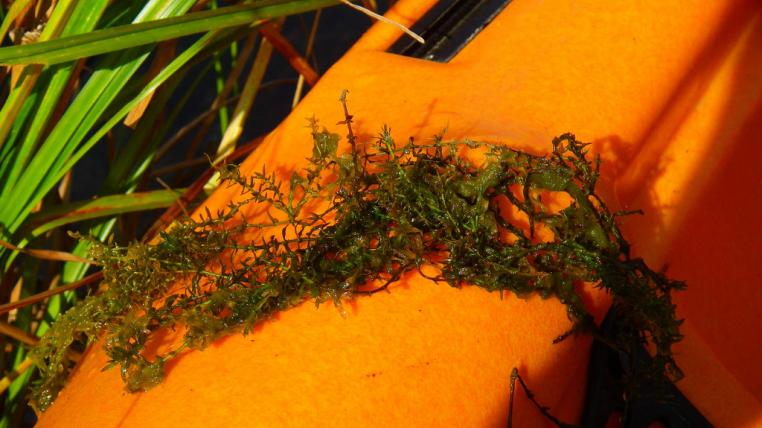 Elodea.jpg