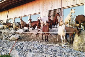 Das Leben der Milchziegen der Familie Brünisholz ist vielseitig: vom Stall geht es auf den Laufhof oder auf die Weide.