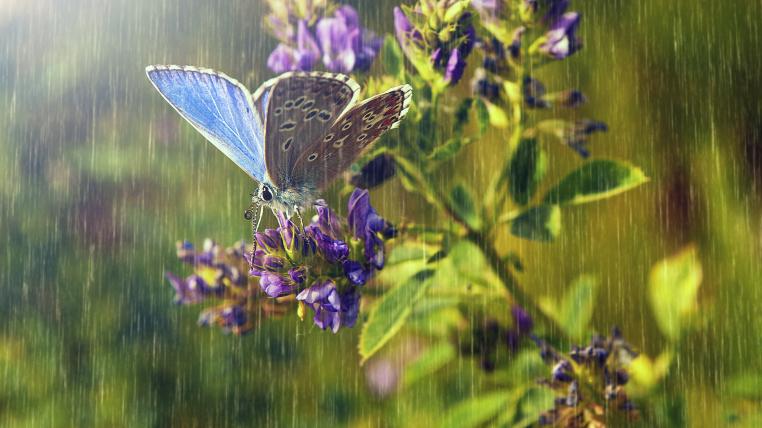 Schmetterling im Regen