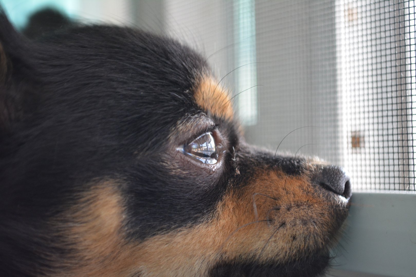 Schweizer Tierschutz baut Meldestelle gegen Tierquälerei aus