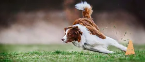 Gerade Sportarten, bei denen schnell und oft die Richtung gewechselt wird, sind nicht für alle Hunderassen geeignet.