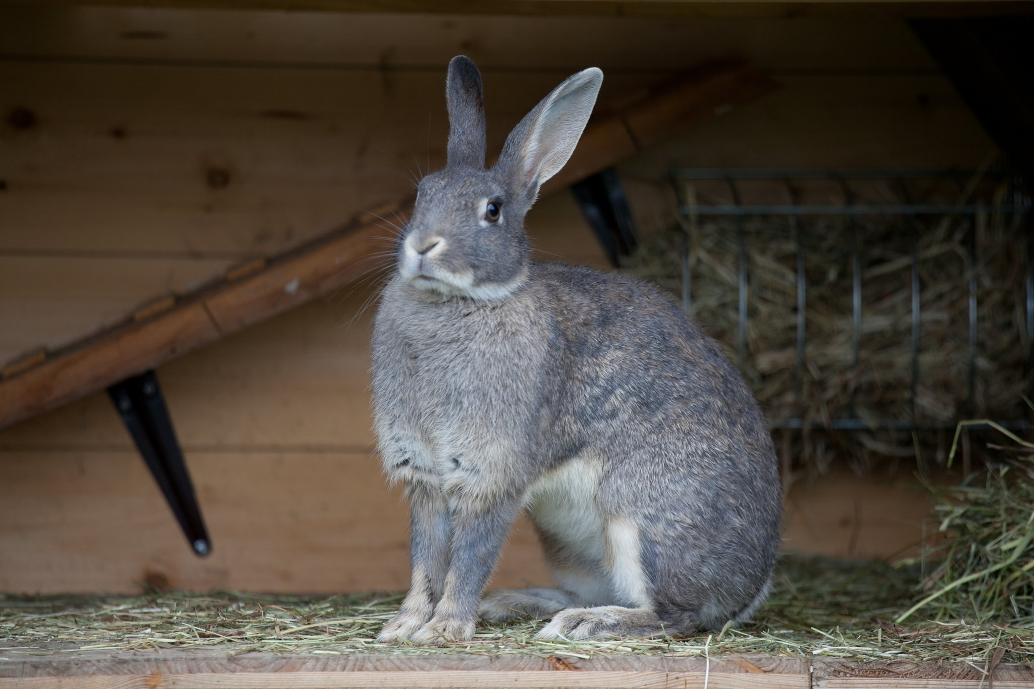 Das Fehkaninchen und sein blauwildfarbenes Fellkleid