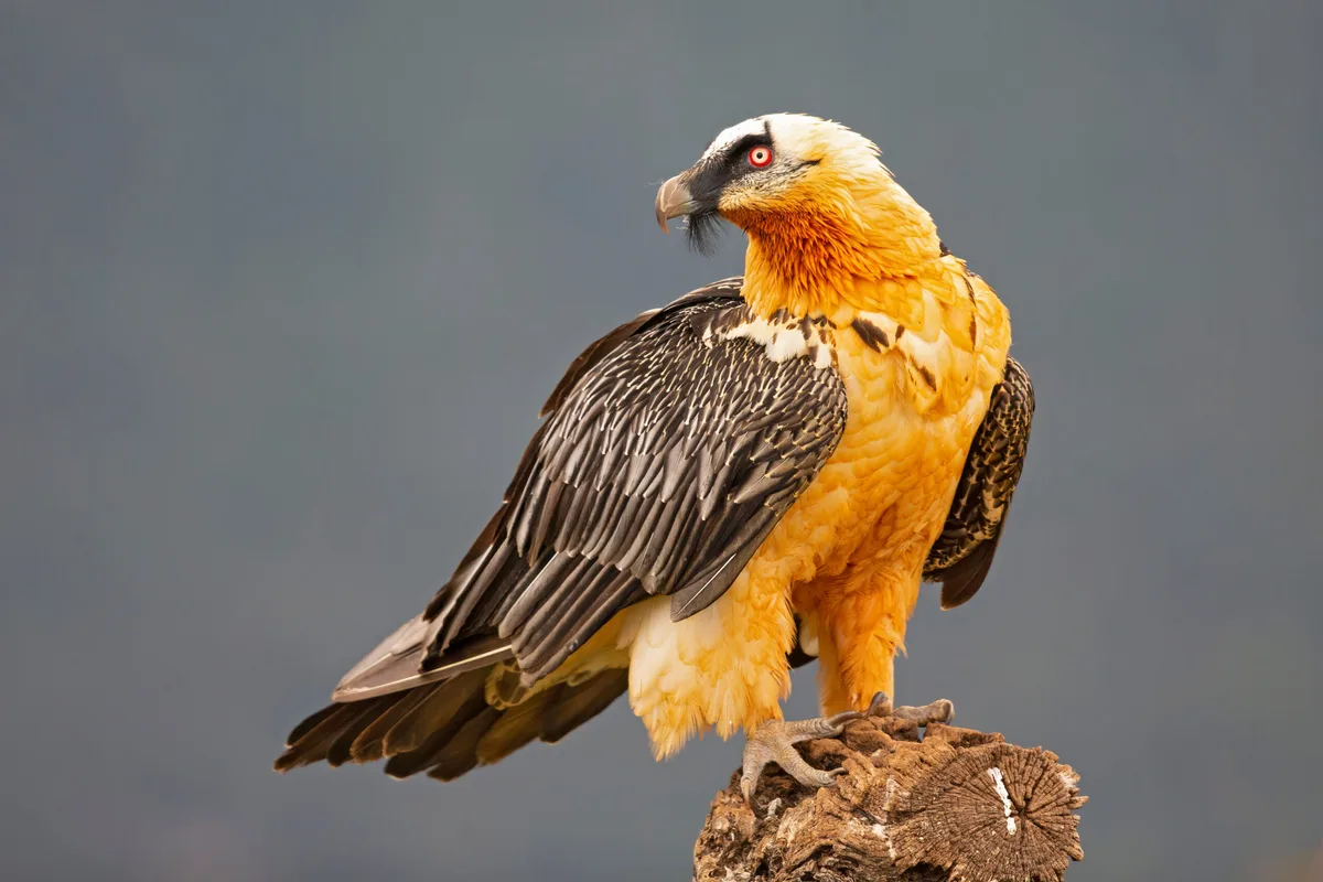 shutterstock_2023688873 Ausgestorbene Tiere kehren zurück