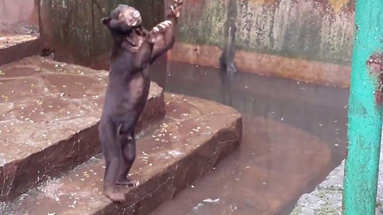 Sun Bear im Zoo von Bandung