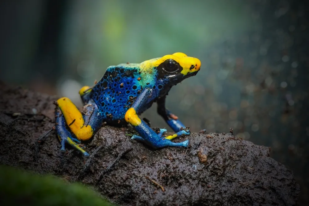 Dart,Frog,Dendrobates,Tinctorius,Azureus,Closeup,On,Moss Der Handel mit dem Färberfrosch (Dendrobates tinctorius) ist durch CITES eingeschränkt.