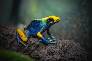 Der Handel mit dem Färberfrosch (Dendrobates tinctorius) ist durch CITES eingeschränkt.