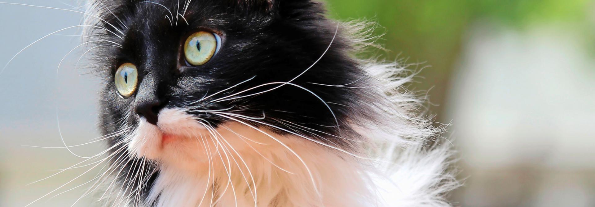 Norwegische Waldkatze