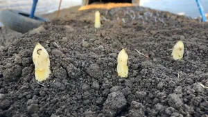 Spargelspitzen ragen aus dem Boden Mit dem wärmeren Wetter wächst auch der Spargel schneller –die Schweizer Spargelzeit kann beginnen.